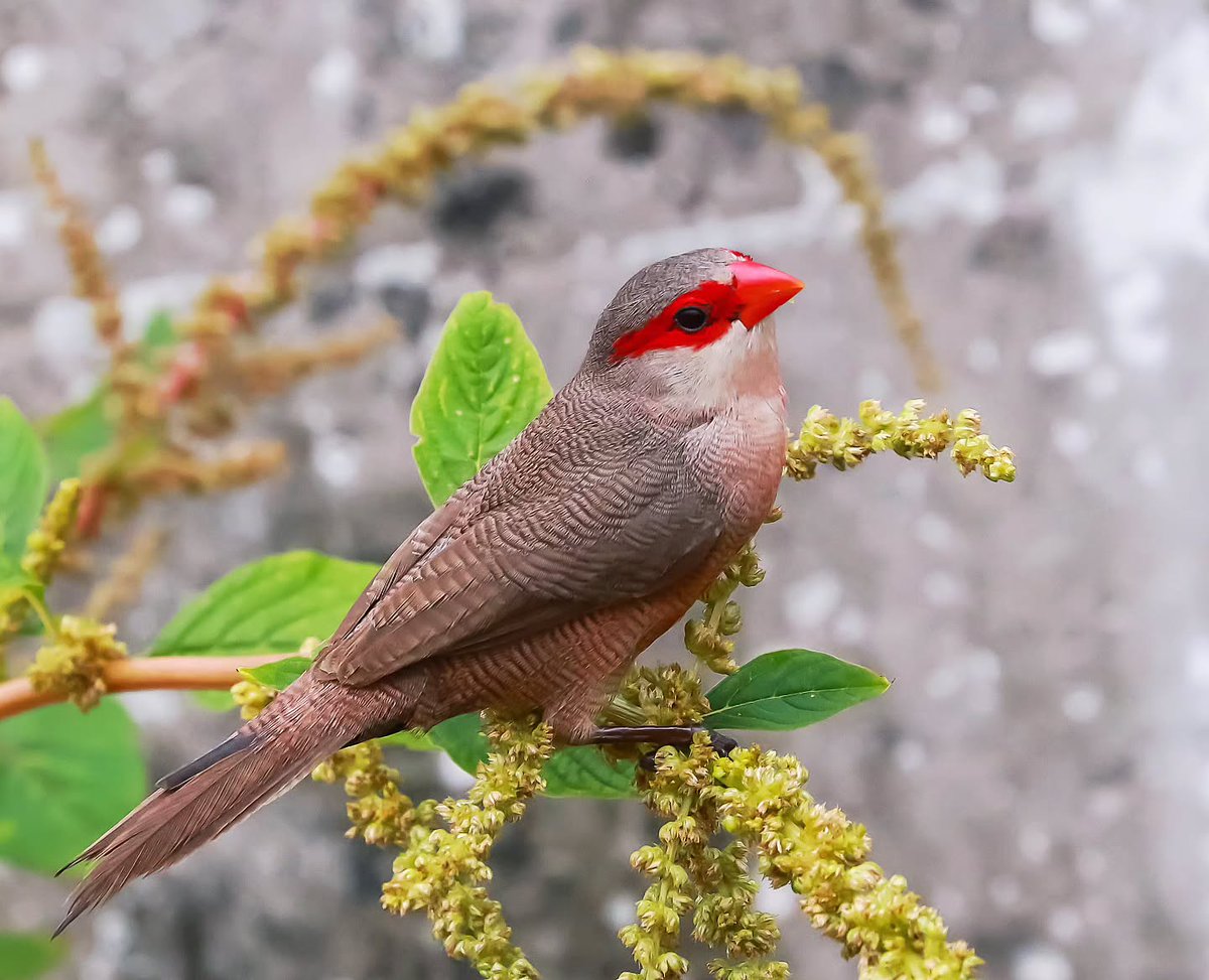 Common waxbill

📷 lindolfosouto (Instagram) ©️

#nature 
#birds 
#wildlife 
#photography