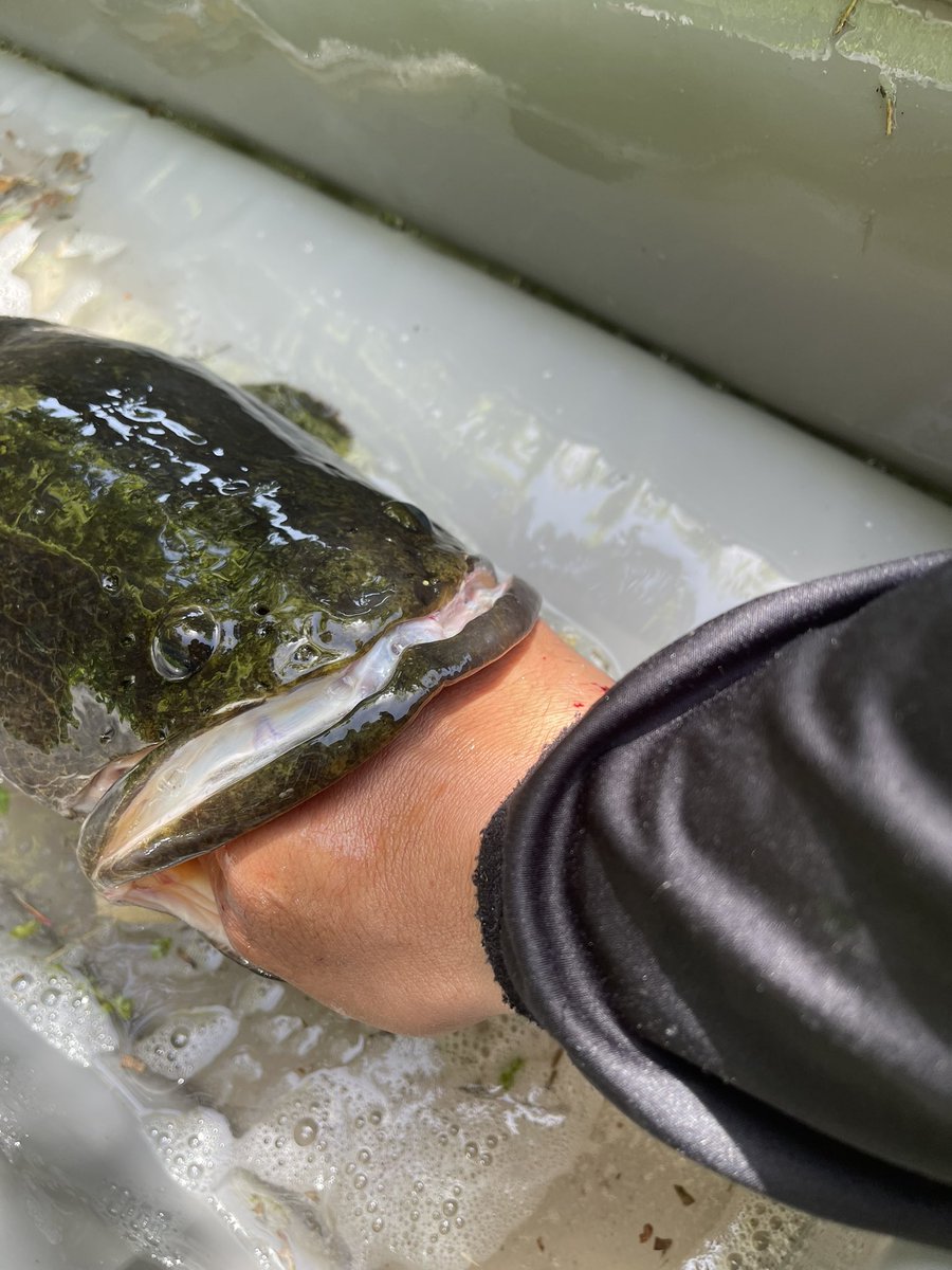 雷魚大物釣師スーパーぎょマン代々木三冠 tweet media