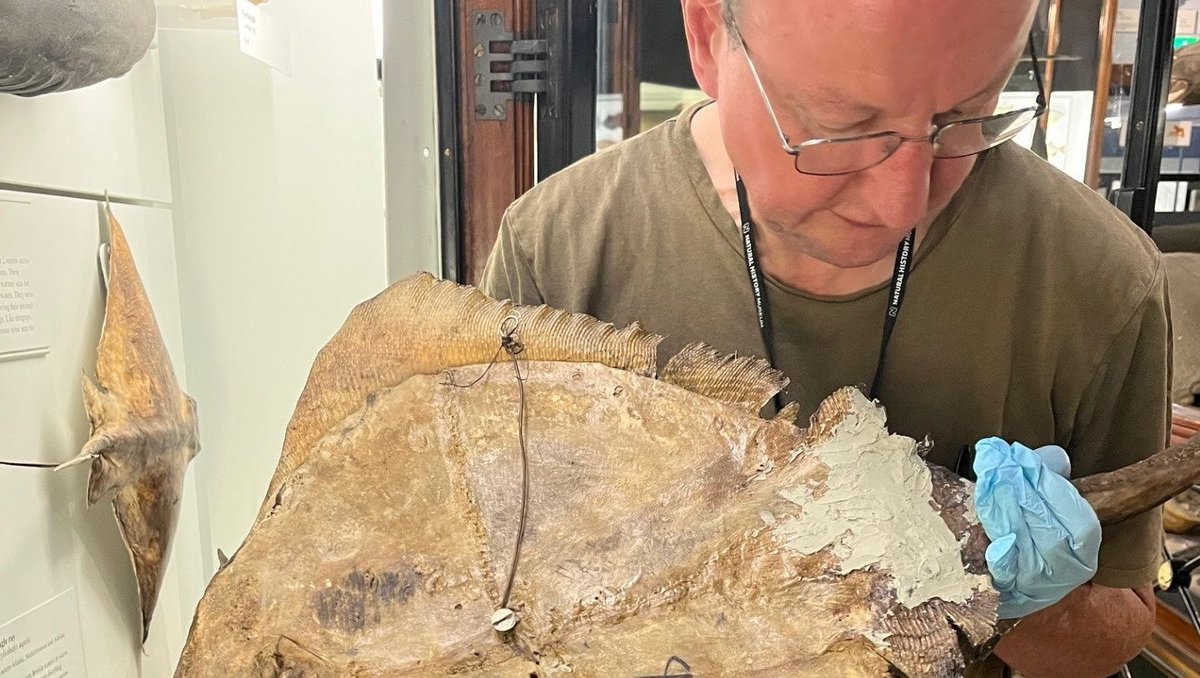 On Mondays when the museum is closed, we work in the galleries. This week our volunteers are doing a condition survey of the taxidermy fish in Gallery 3. Some are models, some are taxidermy and many are over 100 years old!
