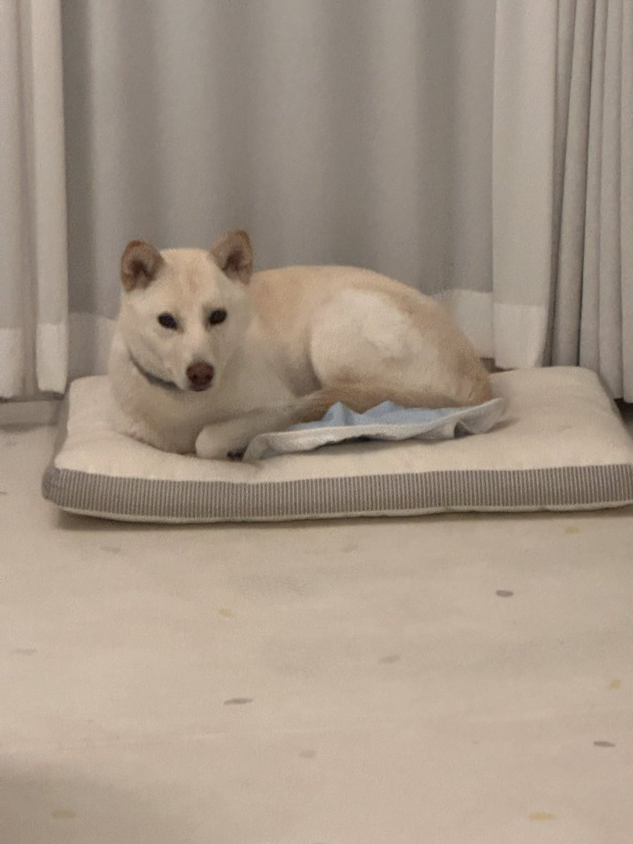 본인의 크기가 저 야무지개 모아놓은 쿨매트만 하다고 생각하시는 감귤마마님