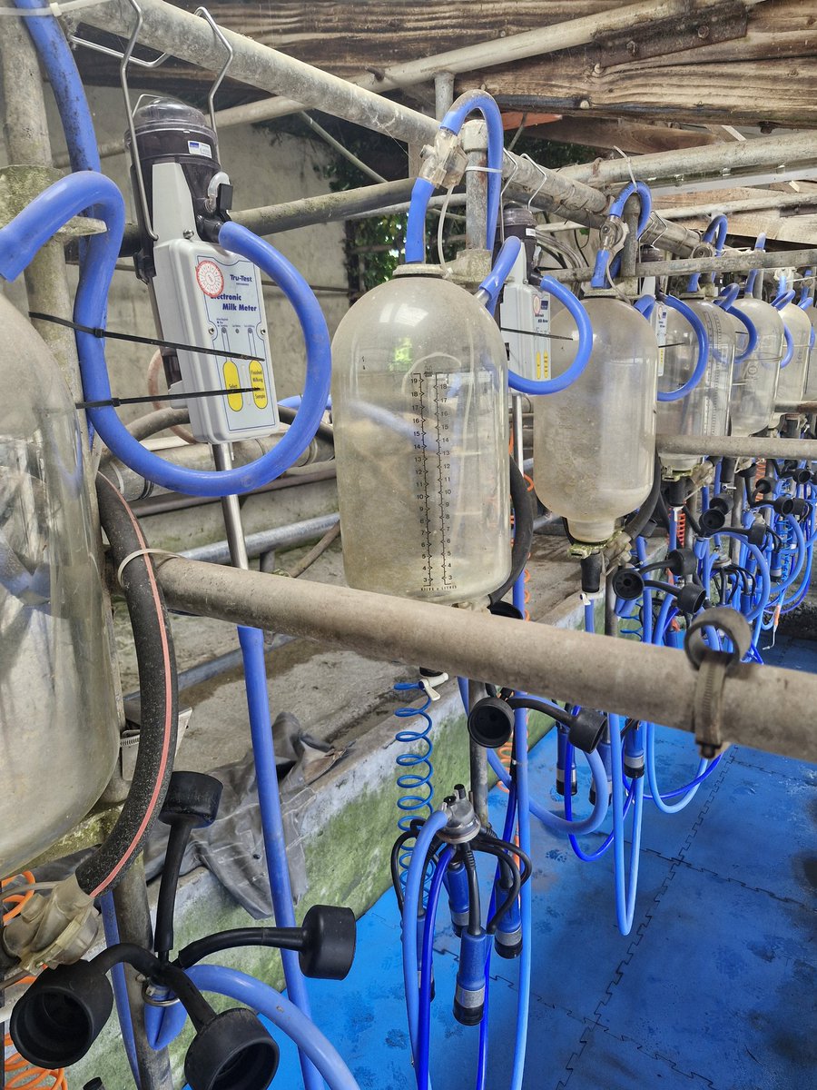 Electric milk meters all set up for the 3rd milk recording of 2025 🇮🇪🐄🙂 

@munsterbovine #DIYMilkRecording #WestCork🇮🇪🐄