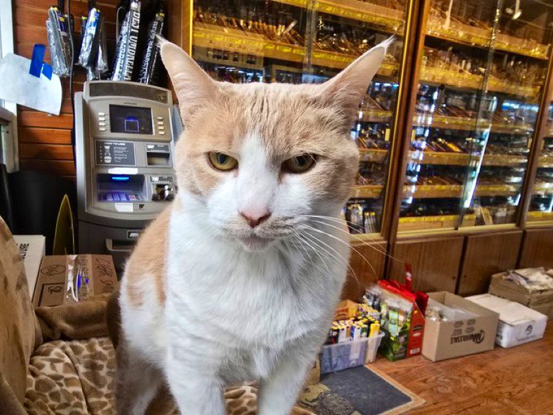 Bodegacats_'s tweet photo. https://t.co/0zs5DTBq9s