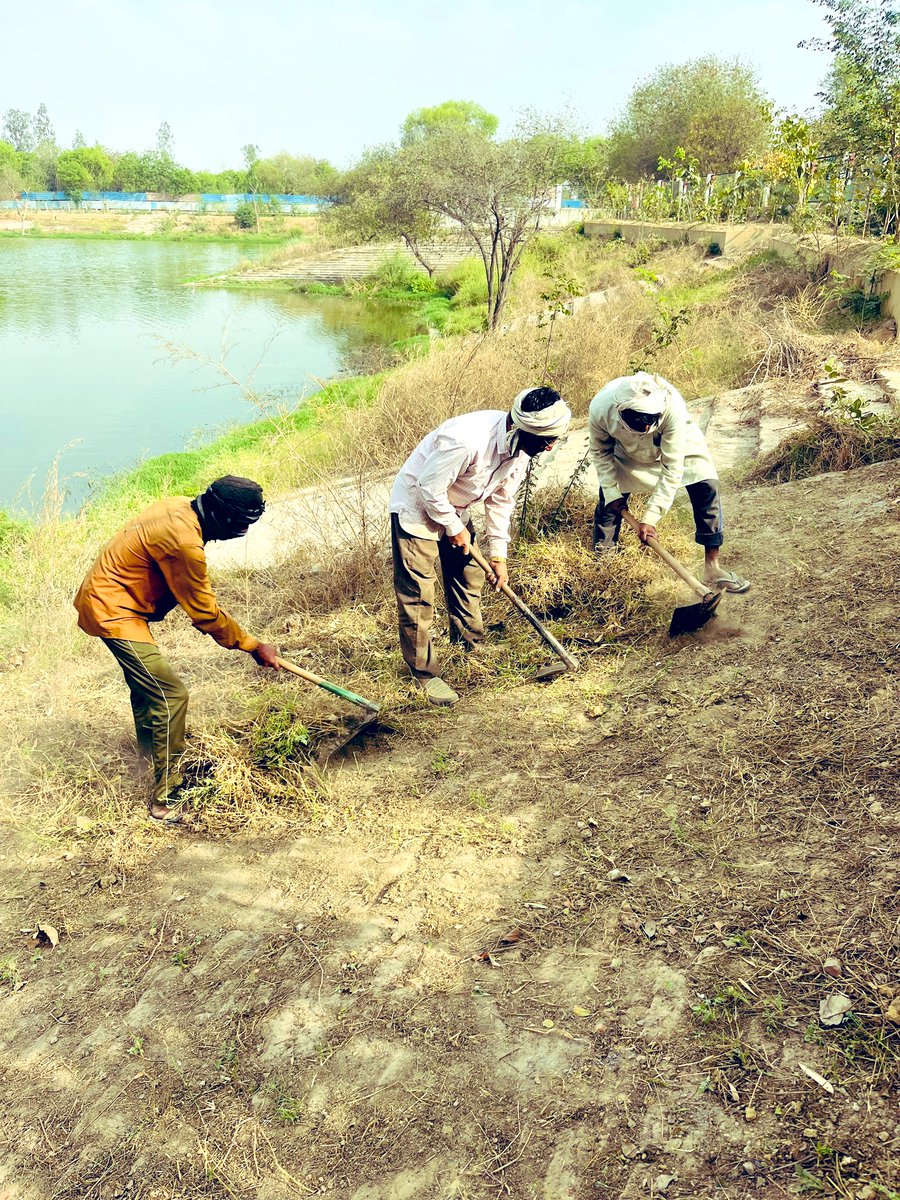 vikranttongad's tweet photo. #GreenAndClean at #AmritSarovar

From #de-weeding &amp; #pathway work to embankment repair &amp; #plantation of aquatic species like #patera, we’re upgrading this former dumping site into a vibrant eco-habitat — thanks to #Coforge, #NoidaAuthority &amp; our team!
#PondRestoration #SAFETrust https://t.co/9KOqUiNJeU