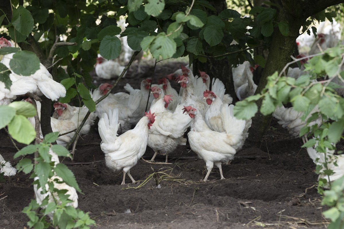 Onverwachte controle op #pluimveerechten: ‘U bent opgevallen, de alarmbellen gingen af.’ Columnist Hanneke de Baar-Aarden: 'Ik krijg het idee dat de selectie niet juist gemaakt is, net zoals bij de #toeslagenaffaire.' Lees column: shorturl.at/Uxptx