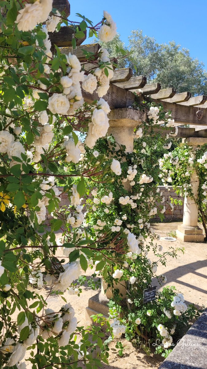 Lucius Gellius Publicola 🏺 tweet media