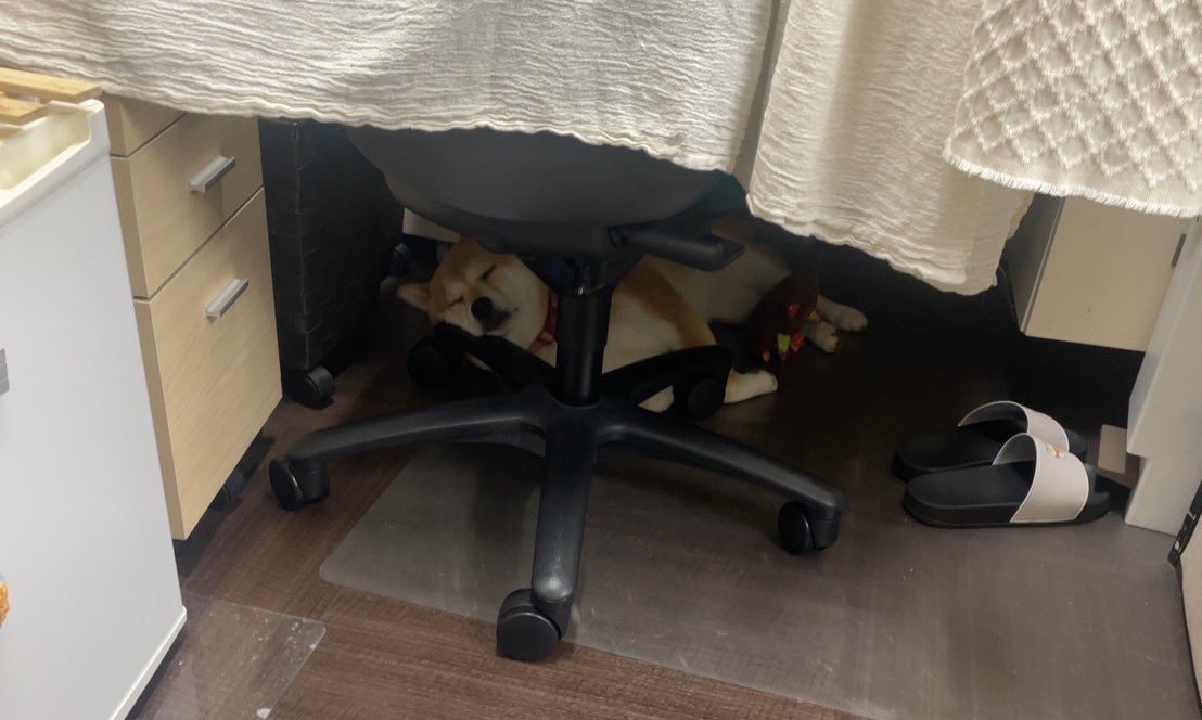 大好きな作画さんの足元で寝るワン　作業しずらいとか聞こえないワン