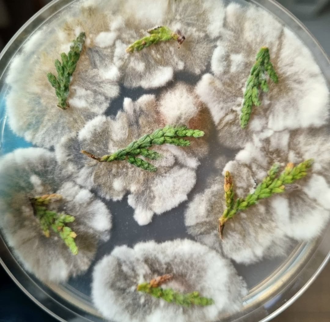 Yasirbashier's tweet photo. Pestalotiopsis (Pestalotia) funerea isolated from thuja 🌲🌲
Pestalotiopsis funerea, is responsible for tip blight, dieback and stem canker of conifers. 
#microbiology https://t.co/uhEs3FzSHS