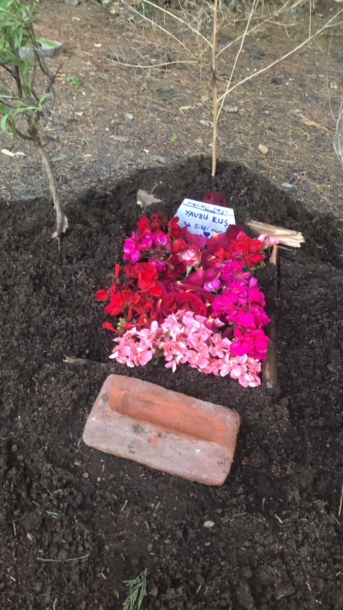 8-10 yaşında çocuklar, besledikleri karga ölünce böyle bir mezar hazırlamışlar. “Tek dileği uçmaktı” yazıyor, nasıl güzel bi düşünce ve emek🥹❤️ lütfen bozmayın abla diyor dedim bozar mıyız çok saygı duyuyorum size ve minik kuşa