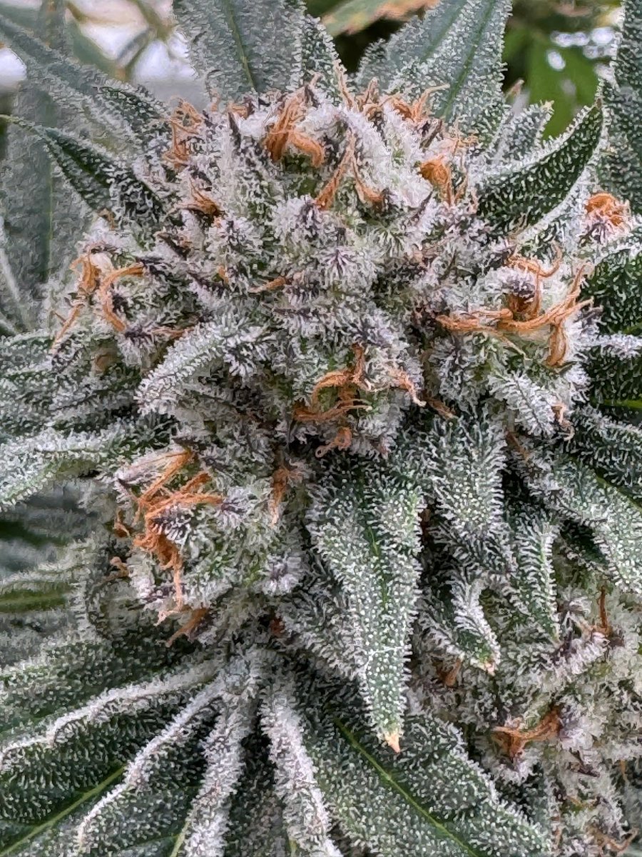 Holy City Farms tweet media