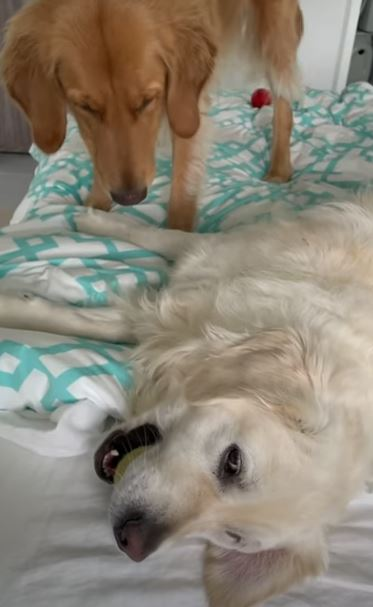 Golden Ratio - On this day tweet media