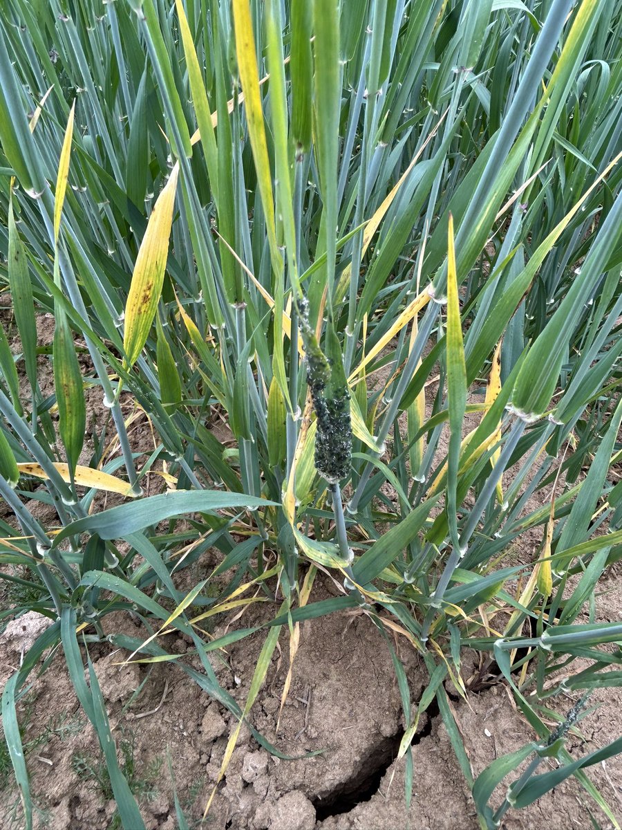 Olivier COSTE tweet media