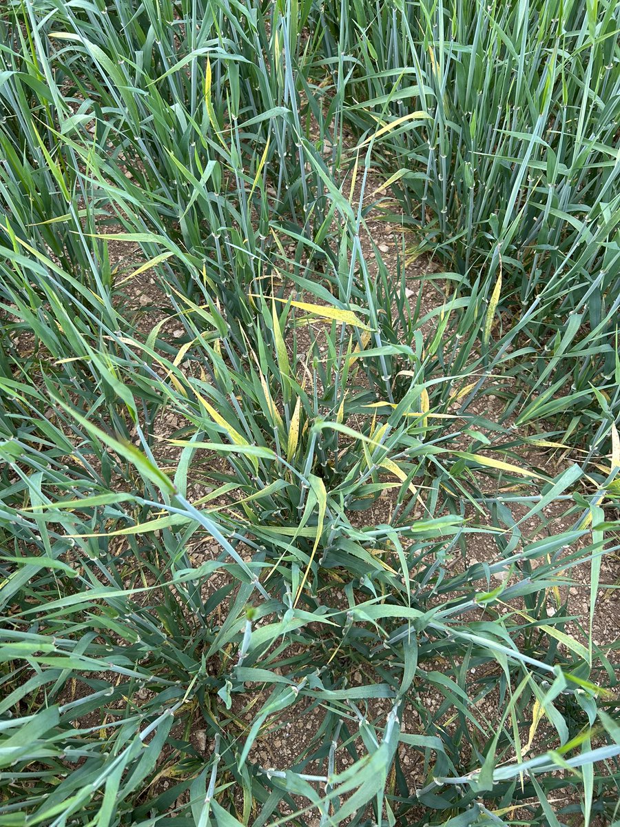 Olivier COSTE tweet media