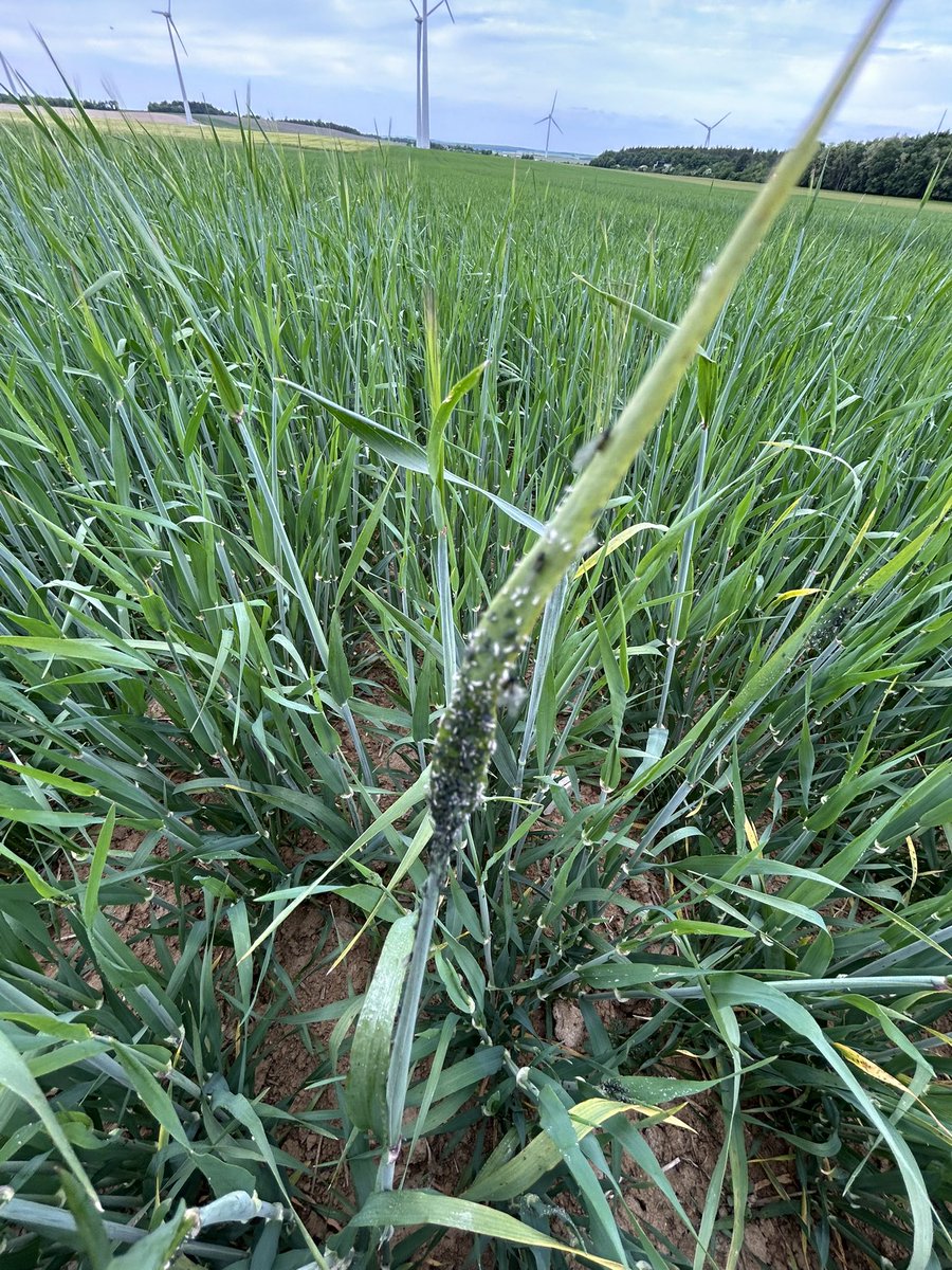 Olivier COSTE tweet media