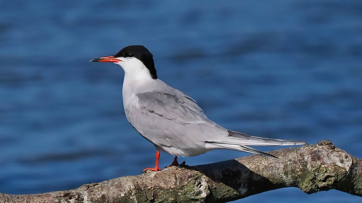 Common Tern showing well in good light at Titchfield Haven, Hampshire #BirdsSeenIn2025 #BirdsOfTwitter  #birds