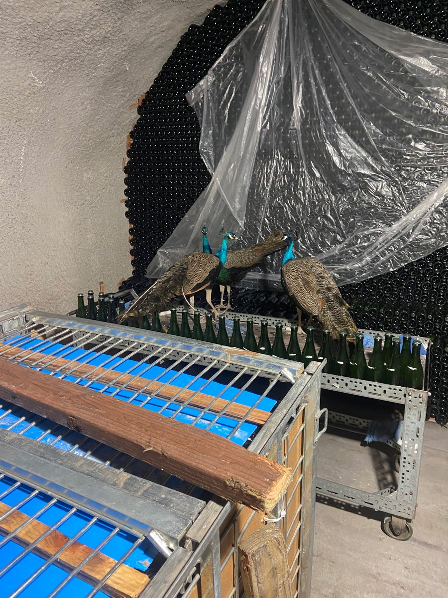 Schramsberg's tweet image. When the guest list gets a little…extra. These regal guests made an unexpected appearance and decided to join the tour. 🦚🥂🥰

#schramsberg #sparklingwines #vipguests #cavetourandtasting #winecavess #napavalley