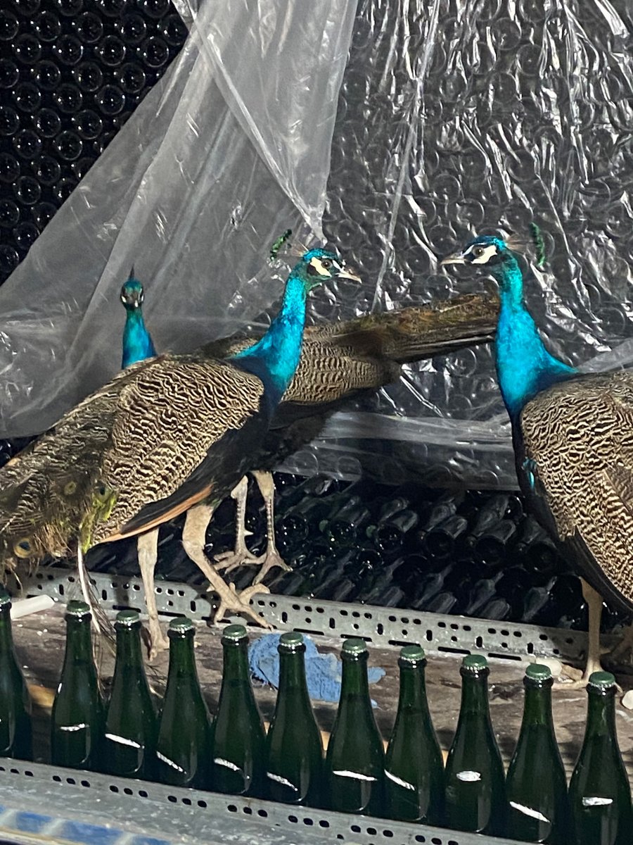 Schramsberg's tweet image. When the guest list gets a little…extra. These regal guests made an unexpected appearance and decided to join the tour. 🦚🥂🥰

#schramsberg #sparklingwines #vipguests #cavetourandtasting #winecavess #napavalley