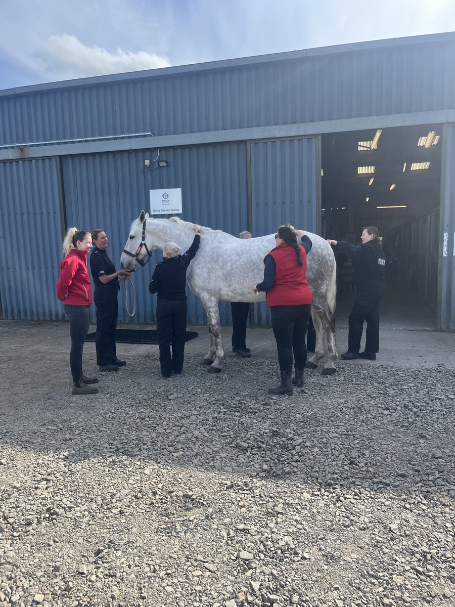 It was weigh in day today for all our horses  at the Mounted Unit. 🐴 Thank you to the BHS Horse Care and Welfare team who came along to give us a very interesting and educational input on body condition scoring and weighing. #LanarkIsTheHeaviest  #893kg
