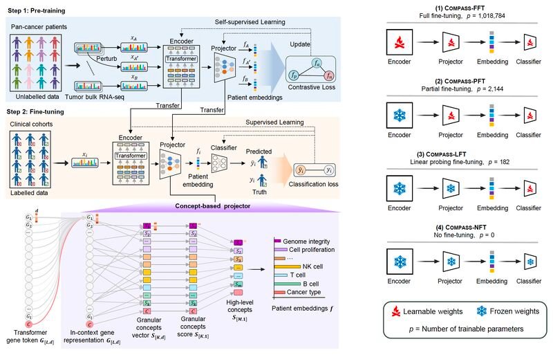 Harvard &amp; Roche just dropped COMPASS, interpretable foundation #AI model to predict #immunotherapy response across 33 #cancers.
It beats 22 models predicting survival outcomes more accurately than PD-L1 expression, with a hazard ratio of 4.7 (p &lt; 0.0001) medrxiv.org/content/10.110…