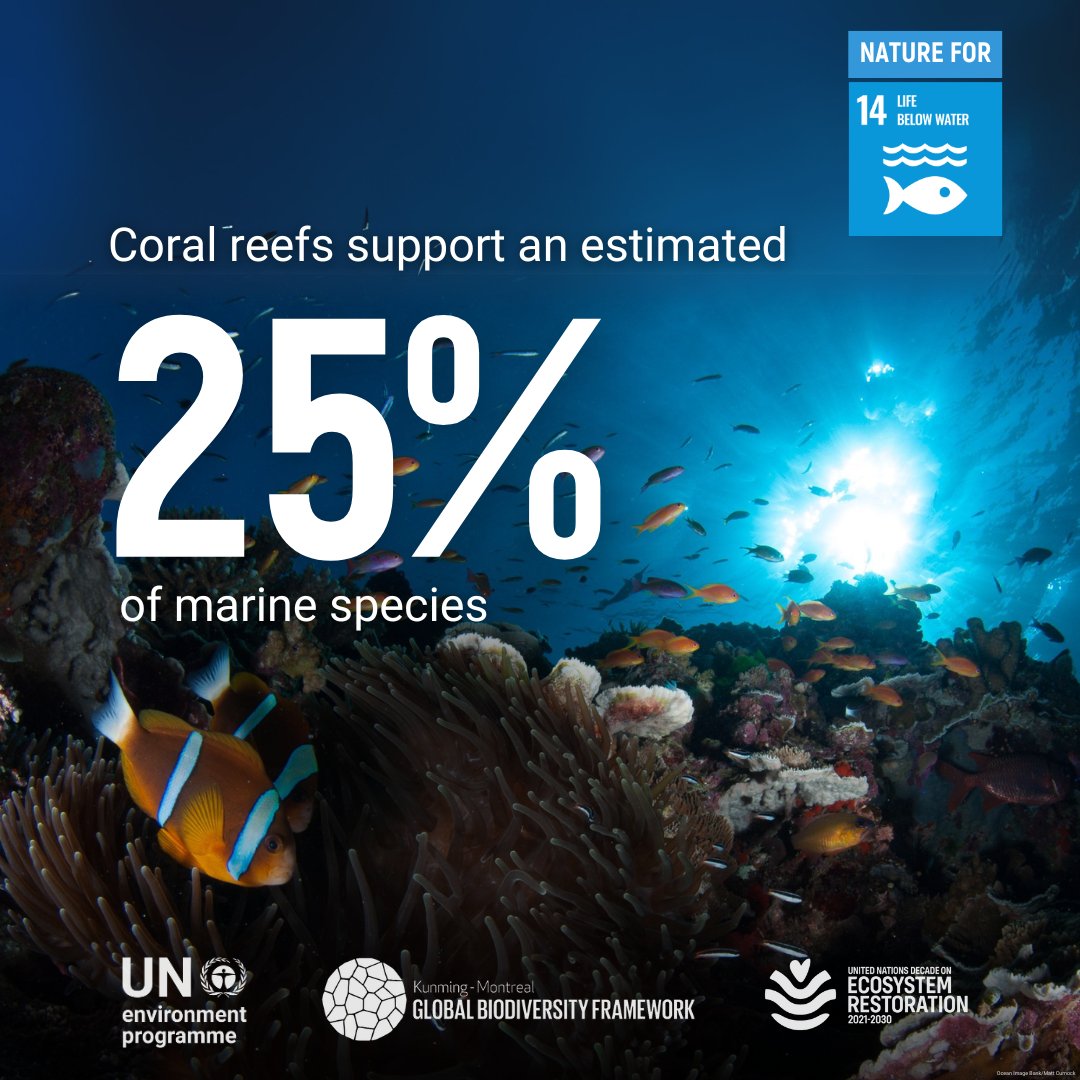 🌱 Protecting biodiversity is essential for life under water

With 5 years left to meet the #GlobalGoals and the targets of the #KMGBF, we must pursue these universal agendas together to achieve harmony with nature and sustainable development.

#BiodiversityDay

<a href="/UNEP/">UN Environment Programme</a>
