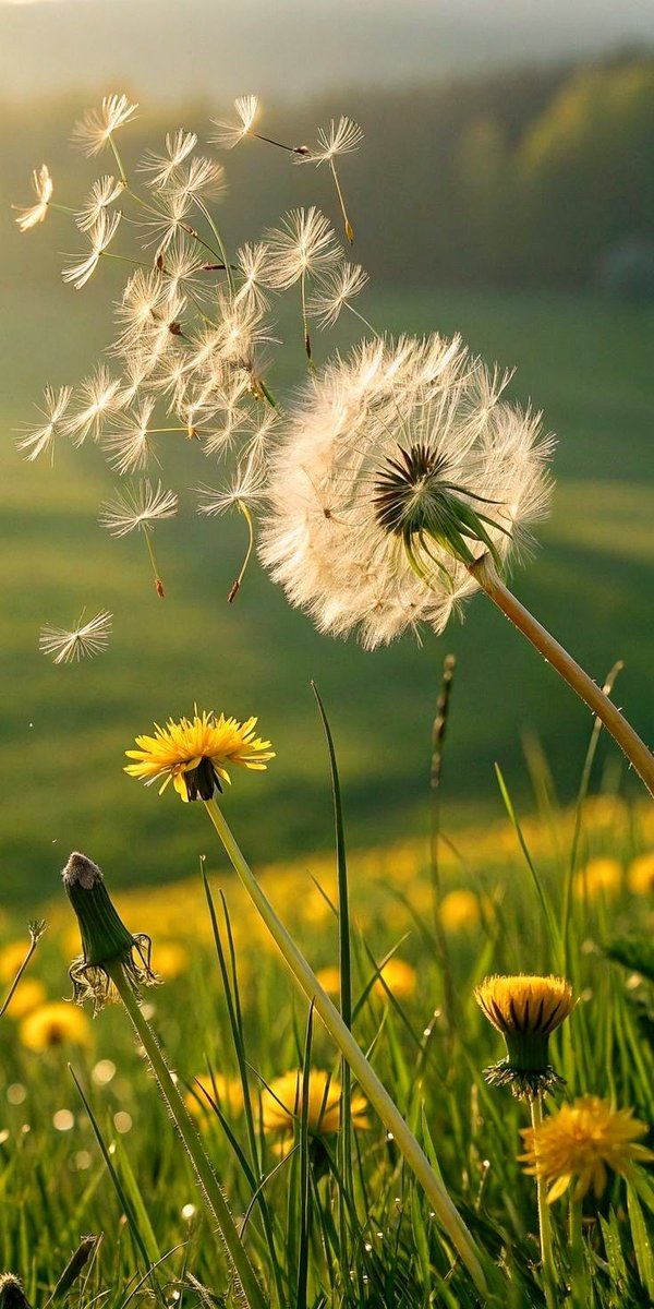 vivaneil1234's tweet photo. Never stop wishing. https://t.co/Eu338xL8d3
