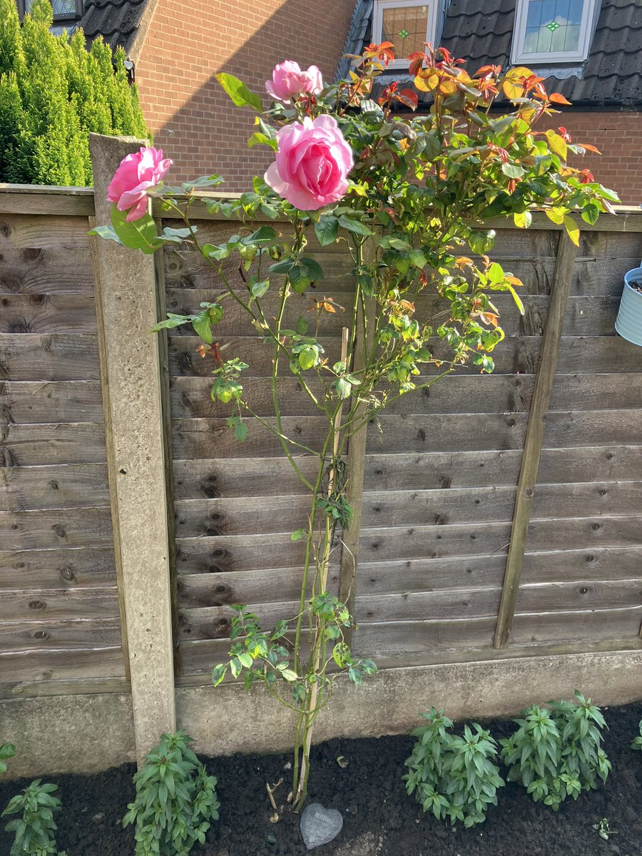 G - sending these lovely roses from Millie’s rose tree to all our pals, especially <a href="/BrambleRamble4/">Bramble, Mum &🌈Angel Tommy</a> and his mama and dear <a href="/MunchPudding/">Munch Pudding™️ 🐈‍⬛💙💛</a> who are both a bit poorly at the minute. We wish you could smell them, they’re wonderful! Our Millie did us proud again 🌈😻🧡 #hedgewatch