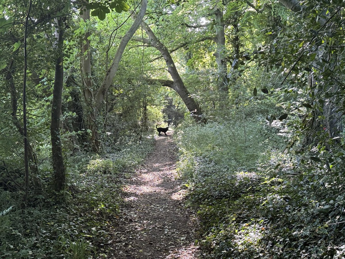 hughanderson's tweet photo. Green tunnel Dalham https://t.co/mWkK2bCHnP