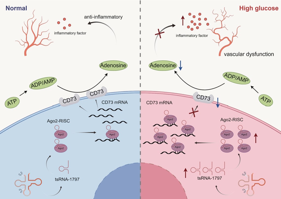 Diabetes, a research journal of the ADA 🧪 (@diabetes_ada) on Twitter photo Targeting tsRNA-1797 alleviates diabetes-induced vascular dysfunction through modulating purine metabolism
Read Here➡️ diabetesjournals.org/diabetes/looku…
<a href="/ADA_DiabetesPro/">American Diabetes Association - DiabetesPro</a> Targeting tsRNA-1797 alleviates diabetes-induced vascular dysfunction through modulating purine metabolism
Read Here➡️ diabetesjournals.org/diabetes/looku…
<a href="/ADA_DiabetesPro/">American Diabetes Association - DiabetesPro</a>