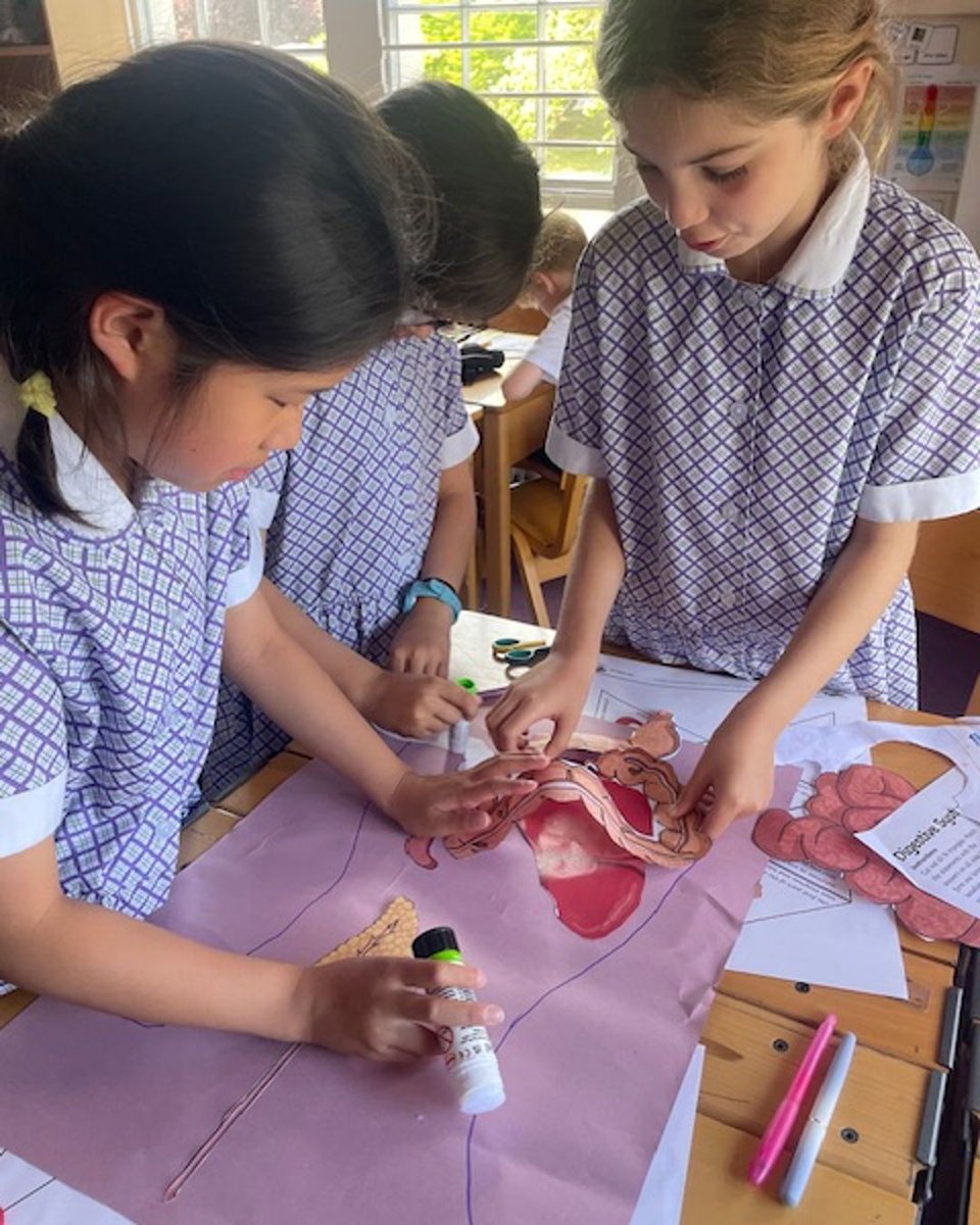 Year 4 have been investigating the digestive system and learning about where in our bodies they are located.
