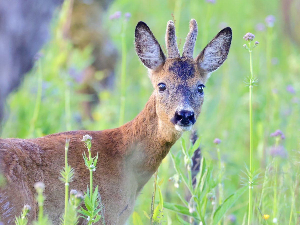 Natuur van de Rhoonse Polder tot de Top van Texel tweet media