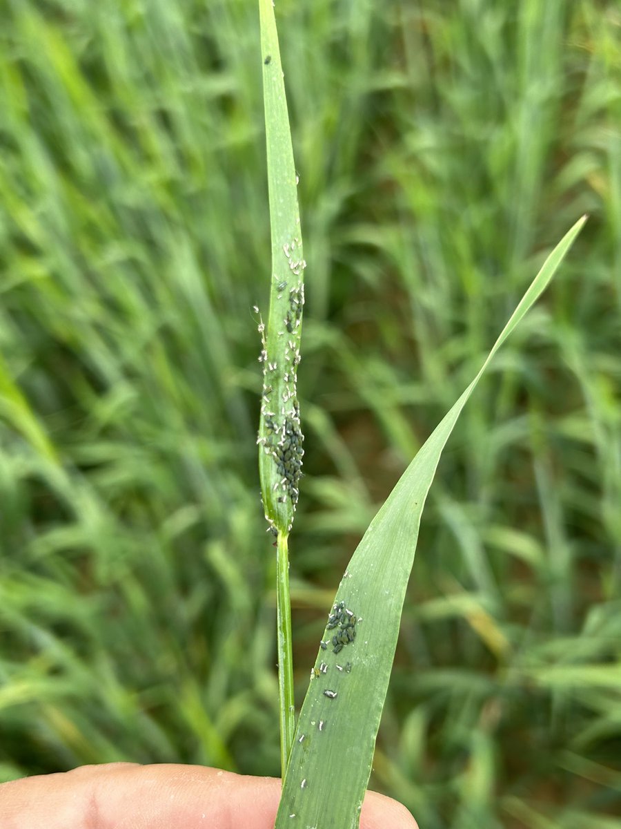 Olivier COSTE tweet media