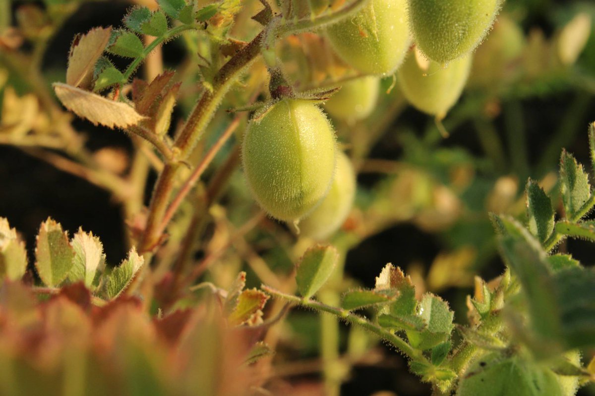 FISV998's tweet image. 📌 PhD in Biologia Evoluzionistica ed Ecologia presso l&apos;Università di Firenze 

Tema: “Shedding lights into transgenerational memories to abiotic and biotic stresses in legumes”

Tutte le info su fisv.org/services/comun…