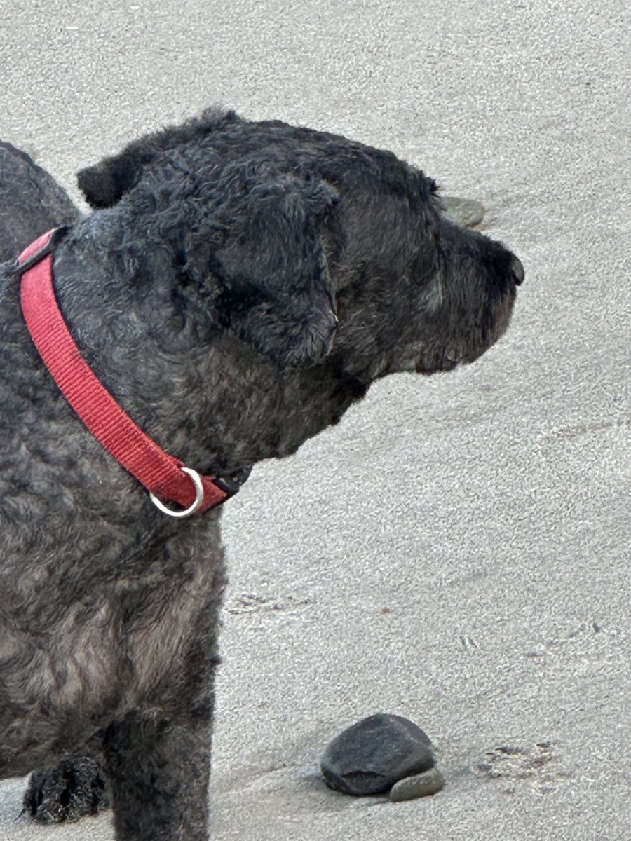 T.C. Boyle tweet media