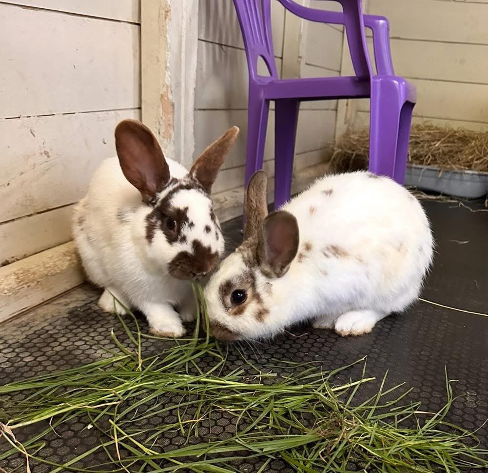 The Rabbit Residence tweet media