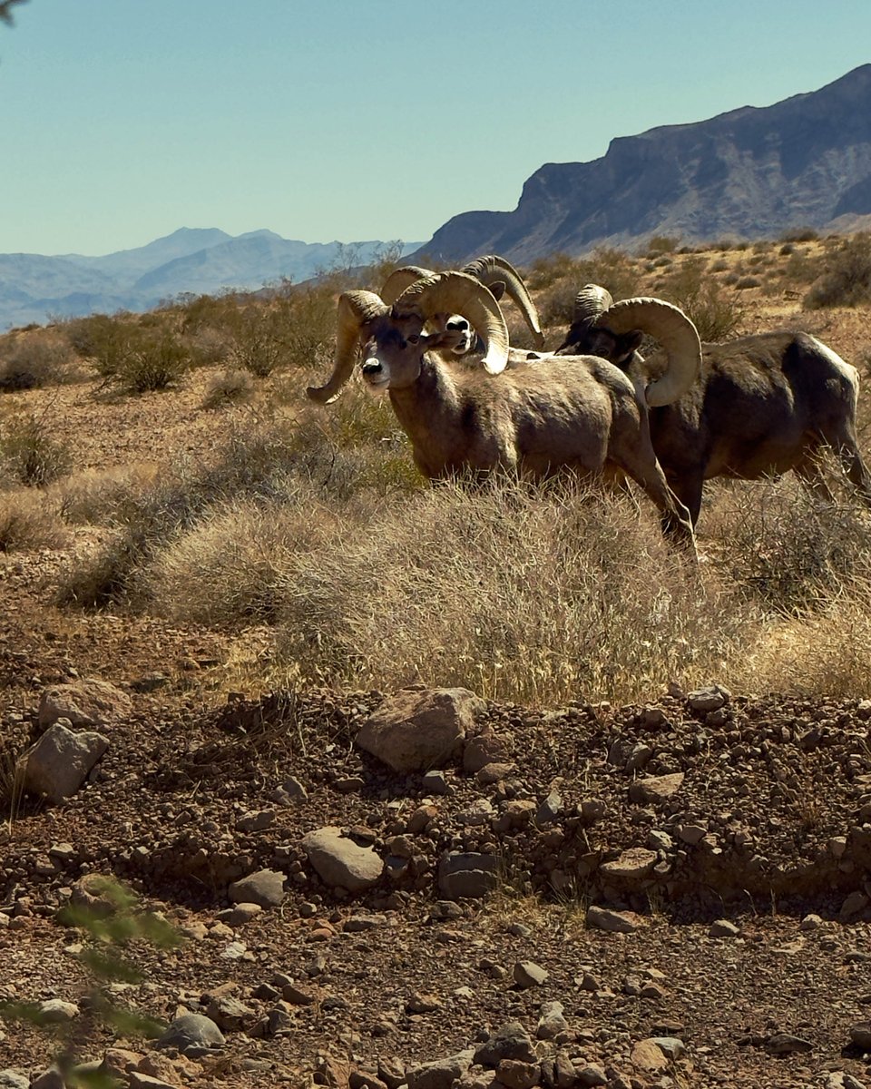donjschaffer's tweet photo. While hiking the Valley of Fire, we came across a roaming group of desert bighorn sheep rummaging for food in the arid climate. My brother may have saved my life, as one of the sheep started moving my way! 

 #desertlife #valleyoffire #hiking #photography #savedmylife https://t.co/NDhkTpvheg