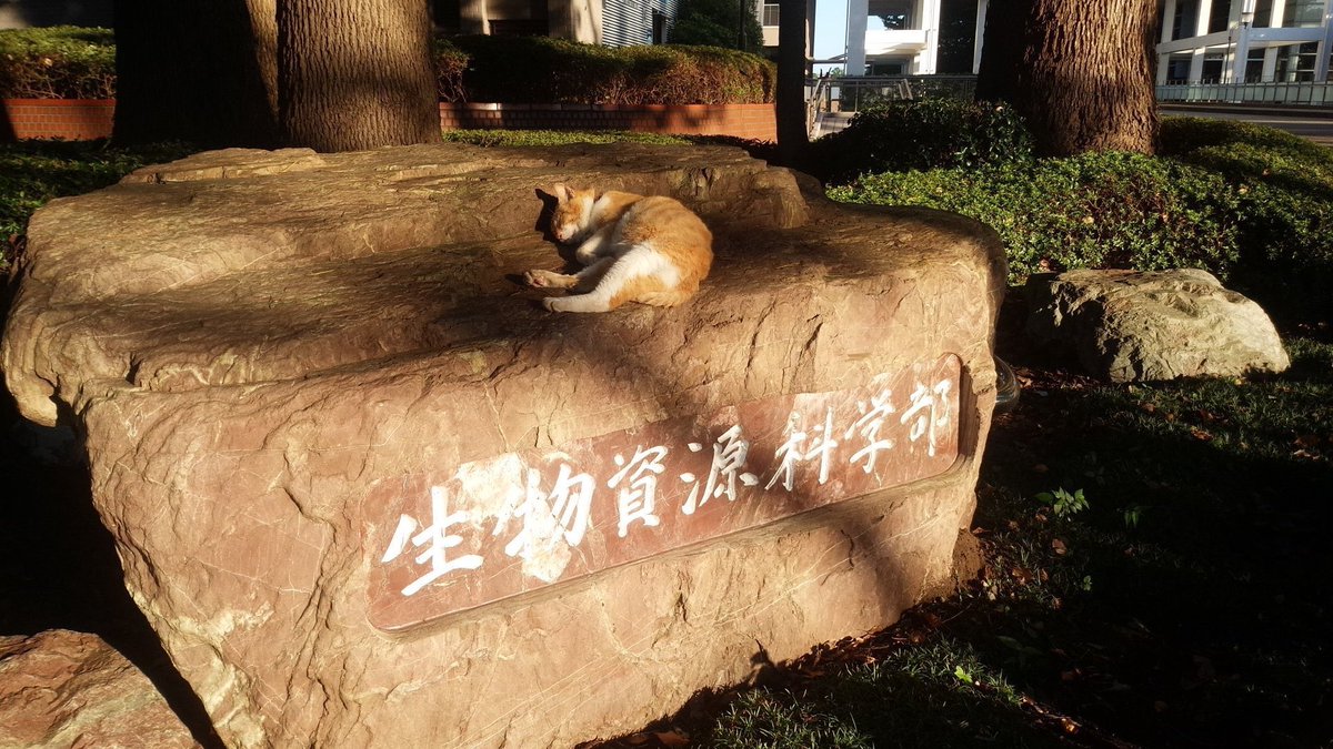 癒しの動物 tweet media