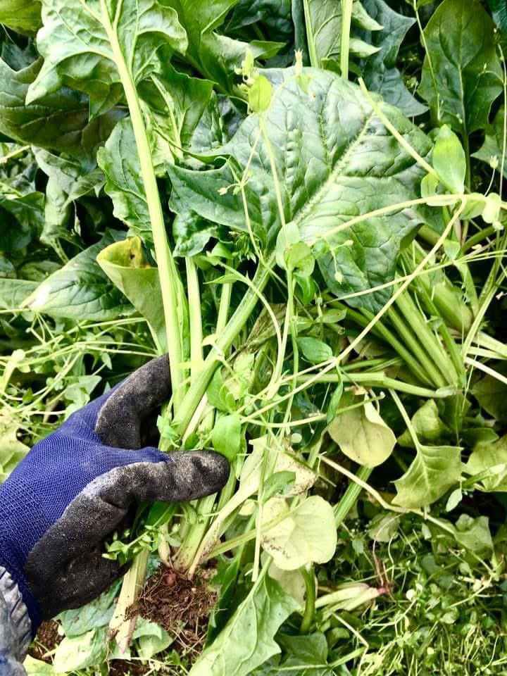 最近、特に感じるのは
鉢植えひとつも育てられない
花や野菜のプランター栽培すら経験のなさそうな方々がXや SNSで
さも知ったかのように食品や
お米などの価格高騰で
「〜が悪いんだ！」みたいな発言をしていますが
まず自身がプランターで花や野菜を育て、自然の中で教わるべき事の方が先なのでは？
