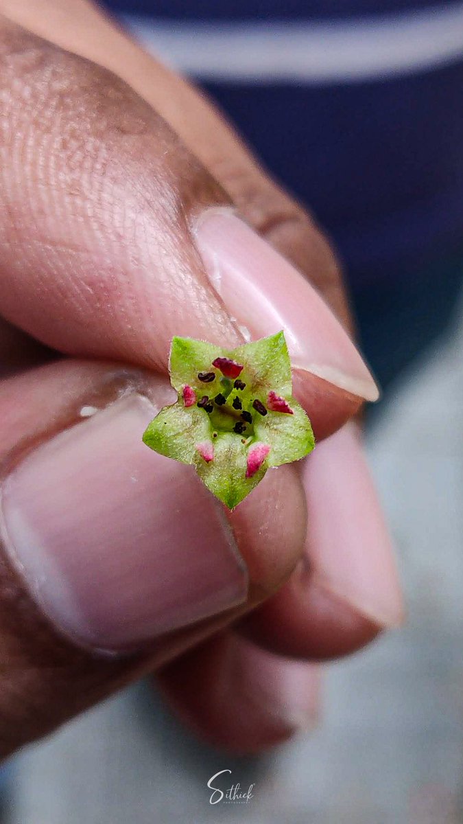 S M A Sithick (@smasithick) on Twitter photo Captured this delicate little flower held gently between my fingers, shot on the OnePlus 6 with <a href="/Snapdragon/">Snapdragon</a> power 😍
No fancy gear. Just a moment, a memory, and a macro perspective.
#MacroMay
#ShotOnSnapdragon
#SithickPhotography
#ShotOnOnePlus
<a href="/Snapdragon_IN/">Snapdragon India</a> <a href="/Snapdragon_UK/">Snapdragon UK</a> Captured this delicate little flower held gently between my fingers, shot on the OnePlus 6 with <a href="/Snapdragon/">Snapdragon</a> power 😍
No fancy gear. Just a moment, a memory, and a macro perspective.
#MacroMay
#ShotOnSnapdragon
#SithickPhotography
#ShotOnOnePlus
<a href="/Snapdragon_IN/">Snapdragon India</a> <a href="/Snapdragon_UK/">Snapdragon UK</a>