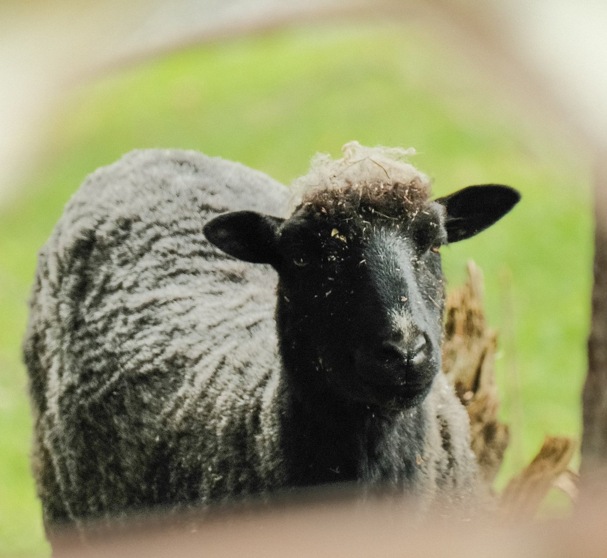 хто закине дві гривні матиме цього року таку ж стильну зачіску як цей модний барашок