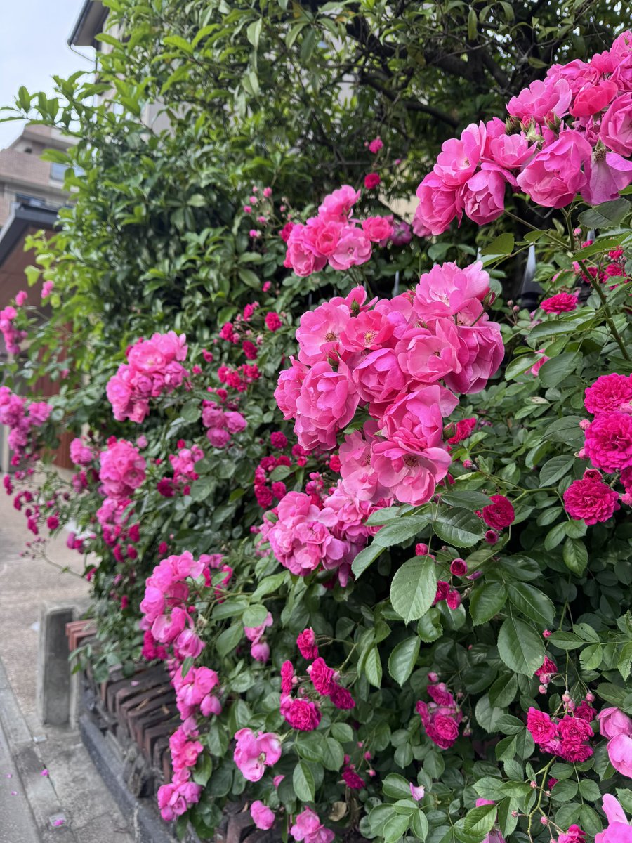 Se_onk's tweet photo. https://t.co/XPVr7Y90Cn
