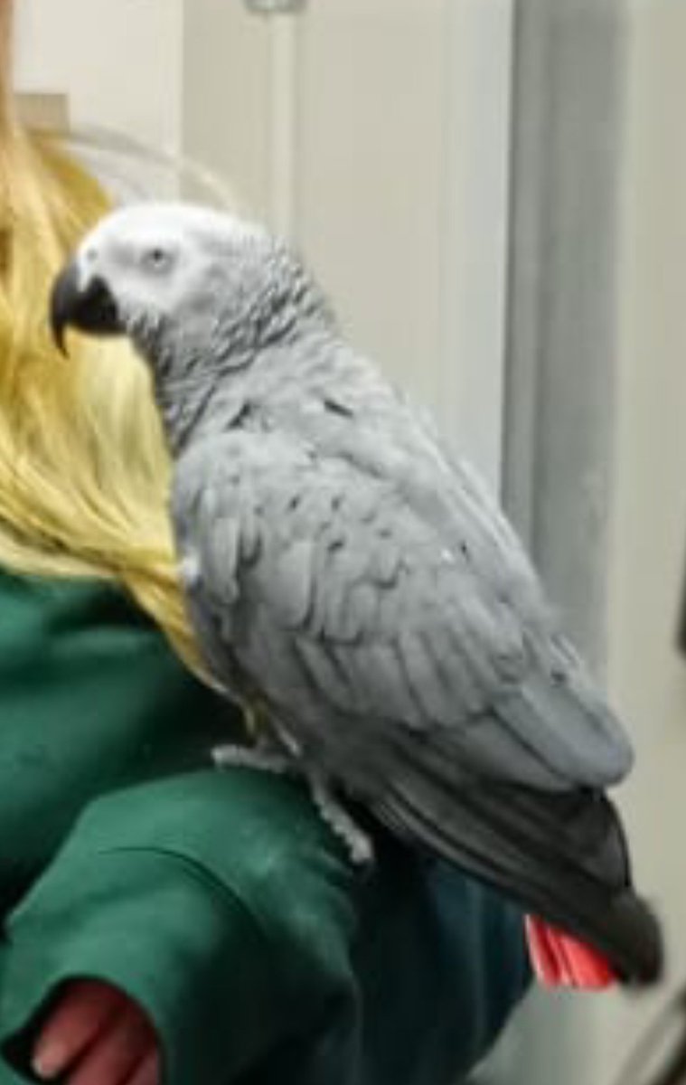 Folks Alice our Parrot has escaped please let us know if you come across it, around Bog meadows, St James's, Village, Boucher Road.