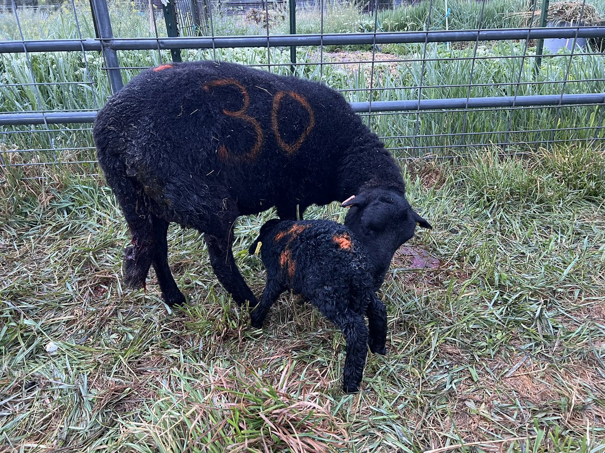 Felise single ewe by Bedwyr