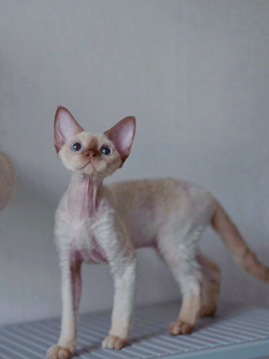 ZouZhou1112's tweet image. My queen👸🏻

Gulooo Keziah 💝

Eight months old 

So beautiful like her mother Gulooo Dove💛

#devonrex #DRX #devonrexkittens #devonrexcat #gulooodevonrex