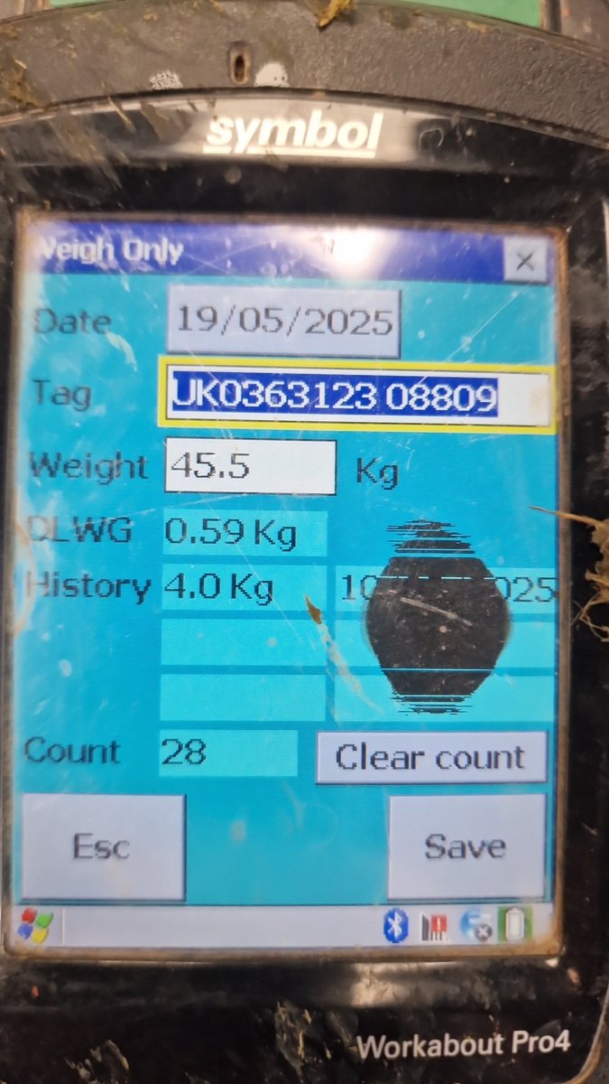 Just mum and grass
Born 10th March Aberfield mum and dad ! 
<a href="/InnovisLtd/">Innovis Ltd</a> 
<a href="/AHDB_BeefLamb/">AHDB Beef & Lamb</a> 
<a href="/waitrose/">Waitrose & Partners</a>