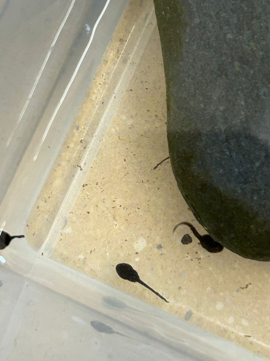 A infantil observem atentament els capgrossos que ha portat la Teresa a l'escola. Que ràpid es belluguen!!!