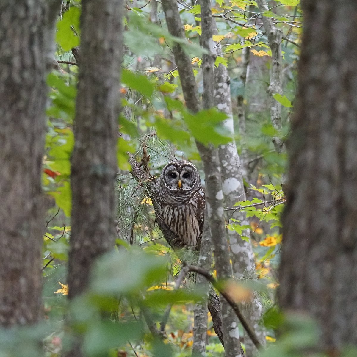Virginia's state forests are crawling, buzzing and fluttering with wildlife! 🐻🦋🦉 No fee or permit is required for hiking at state forests: ow.ly/hCUO50VUVFa

📷: Black bear, snowberry clearwing, barred owl at Cumberland State Forest, courtesy of Gordon Miller.