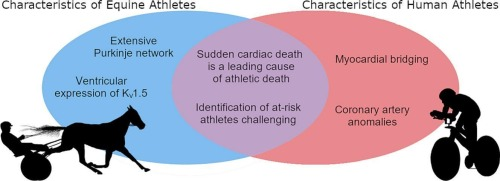 JMCC Plus (@jmccplus) on Twitter photo Are you looking for a new model of arrhythmia?
Maybe performance horses are the answer!
Great work just out from Avison et al!
<a href="/glenpyle/">Glen Pyle | #WomensHeartHealth ❤️‍🩹🖇️</a> <a href="/uofg/">University of Guelph</a> <a href="/BuhlRib/">Rikke Buhl</a> <a href="/Dominik_Linz/">Dominik Linz</a> <a href="/PavlovicDavor/">Davor Pavlovic</a>
sciencedirect.com/science/articl… Are you looking for a new model of arrhythmia?
Maybe performance horses are the answer!
Great work just out from Avison et al!
<a href="/glenpyle/">Glen Pyle | #WomensHeartHealth ❤️‍🩹🖇️</a> <a href="/uofg/">University of Guelph</a> <a href="/BuhlRib/">Rikke Buhl</a> <a href="/Dominik_Linz/">Dominik Linz</a> <a href="/PavlovicDavor/">Davor Pavlovic</a>
sciencedirect.com/science/articl…