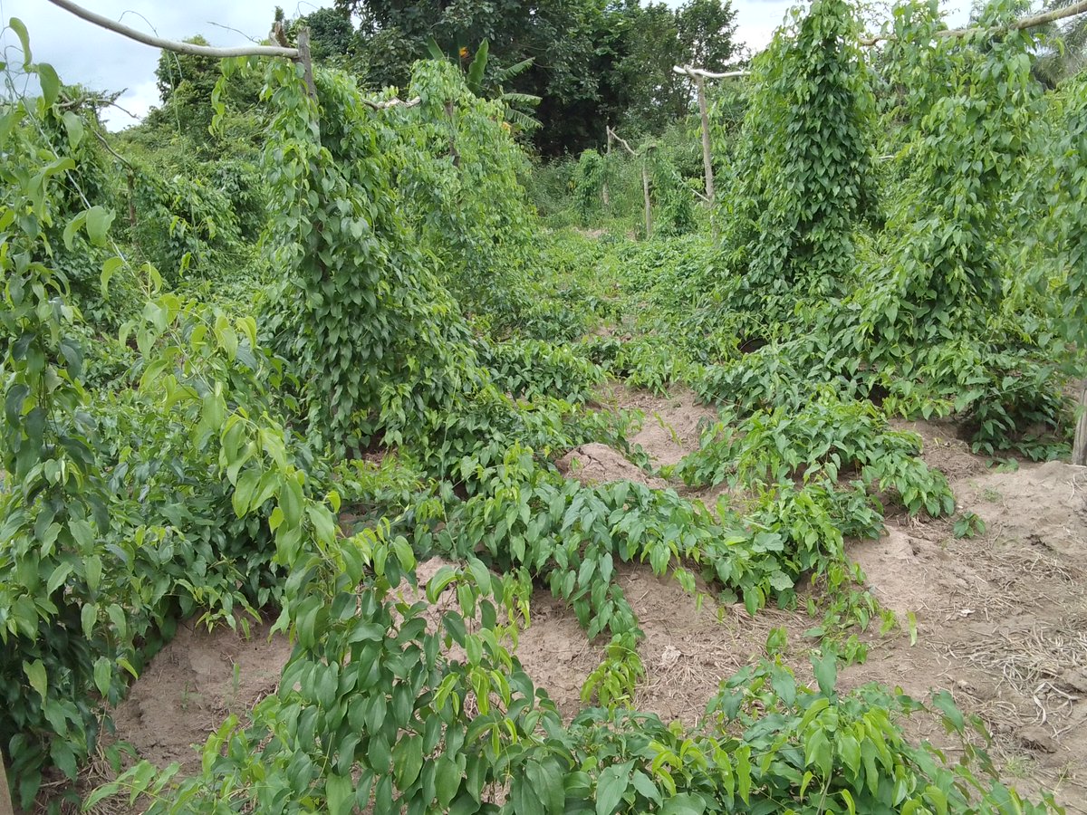 🌿 La CEDEAO organise du 20 au 22 mai 2025 à Abidjan une rencontre de capitalisation des acquis de son Programme Agroécologie en Afrique de l’Ouest. 📷 Clôture d’un programme ambitieux lancé en 2018 avec l’appui de l’UE. bit.ly/4k3dmse #CEDEAO