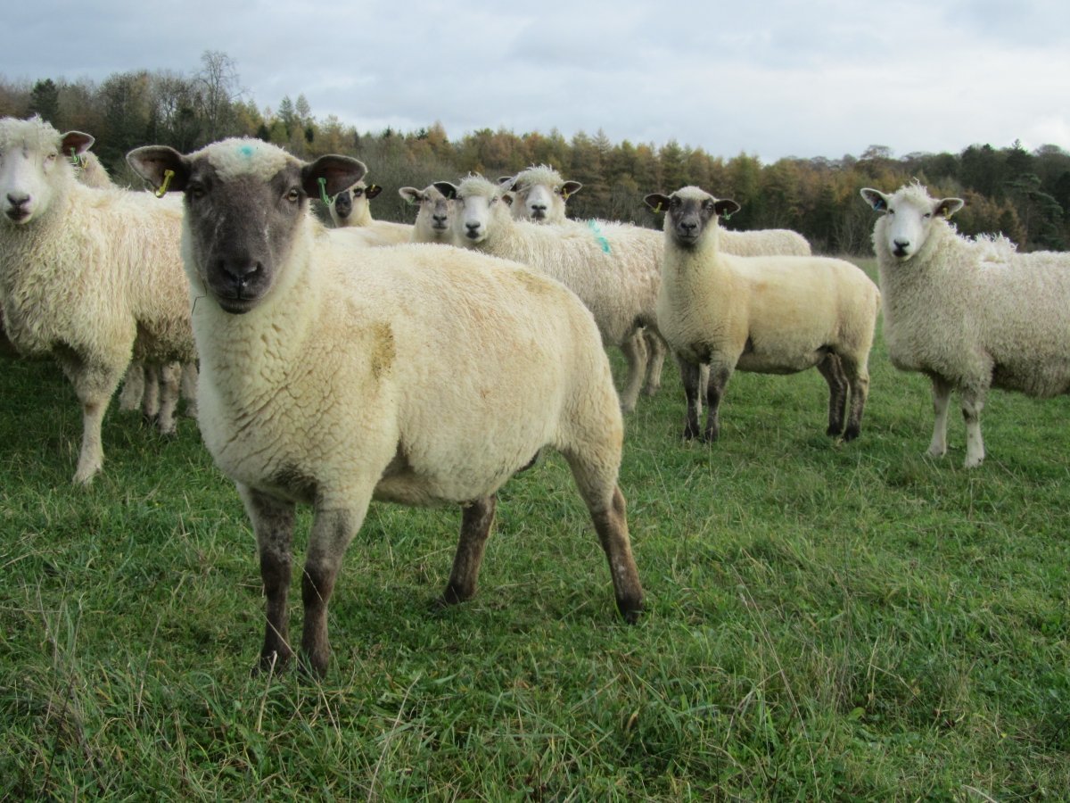 COWSworms's tweet image. Assess pastures for lungworm risk based on stock that has been grazing them before. This can be done by simply colour-coding a farm map, ie red for fields that had youngstock last year, amber for those that had adults and green for new leys/aftermath/other species grazing them