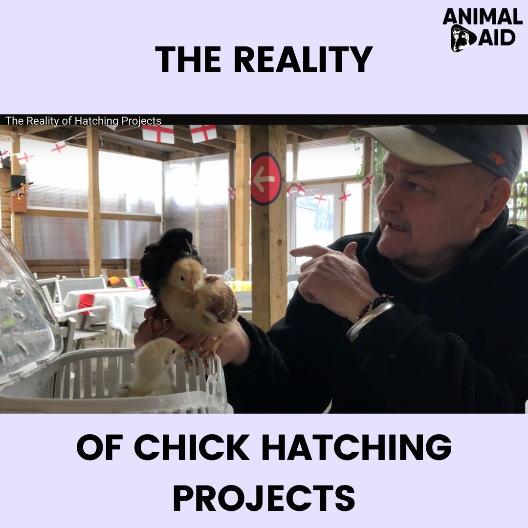 Animal Aid (@animalaid) on Twitter photo Billy at <a href="/theretreat30/">The Retreat Animal Rescue & Farm Sanctuary</a> talks about the impact of hatching projects on sanctuaries and why teachers should be aware of their responsibilities and the welfare of the animals. š£
Video ā”ļø tinyurl.com/yf5pxa7h
#Chicks #School #Education #Vegan #HatchingProjects Billy at <a href="/theretreat30/">The Retreat Animal Rescue & Farm Sanctuary</a> talks about the impact of hatching projects on sanctuaries and why teachers should be aware of their responsibilities and the welfare of the animals. š£
Video ā”ļø tinyurl.com/yf5pxa7h
#Chicks #School #Education #Vegan #HatchingProjects