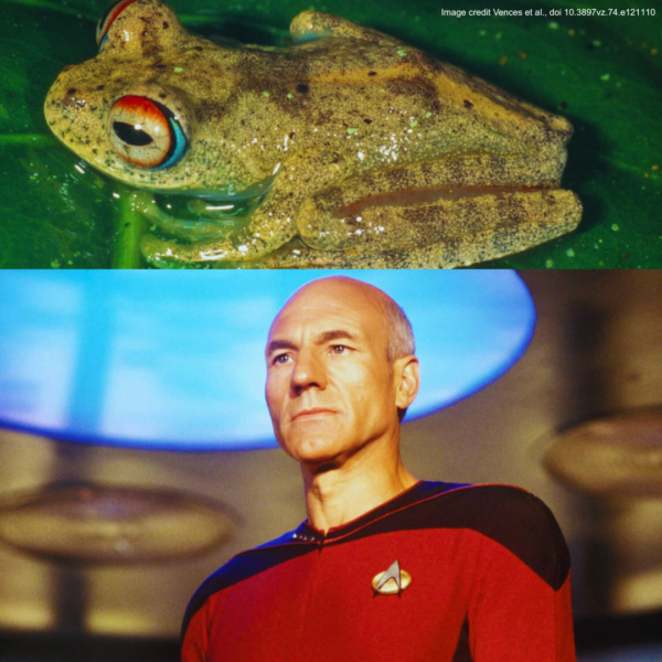 froglifers's tweet photo. What’s in a name?
Seven new Madagascan treefrogs were recently named after Star Trek captains, why? Their calls sounded like sci-fi tech. 🛸
Read more here: https://t.co/UJ8yQDL4be
#CroakingScience https://t.co/GWXrBWDZoc